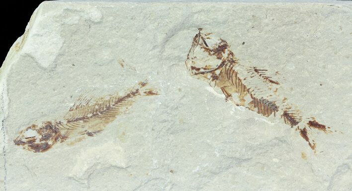 Bargain, Pair of Cretaceous Fossil Fish - Lebanon #70023
